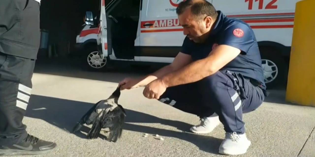 Sağlık Çalışanının Elleriyle Beslediği Karga Yanından Ayrılmıyor