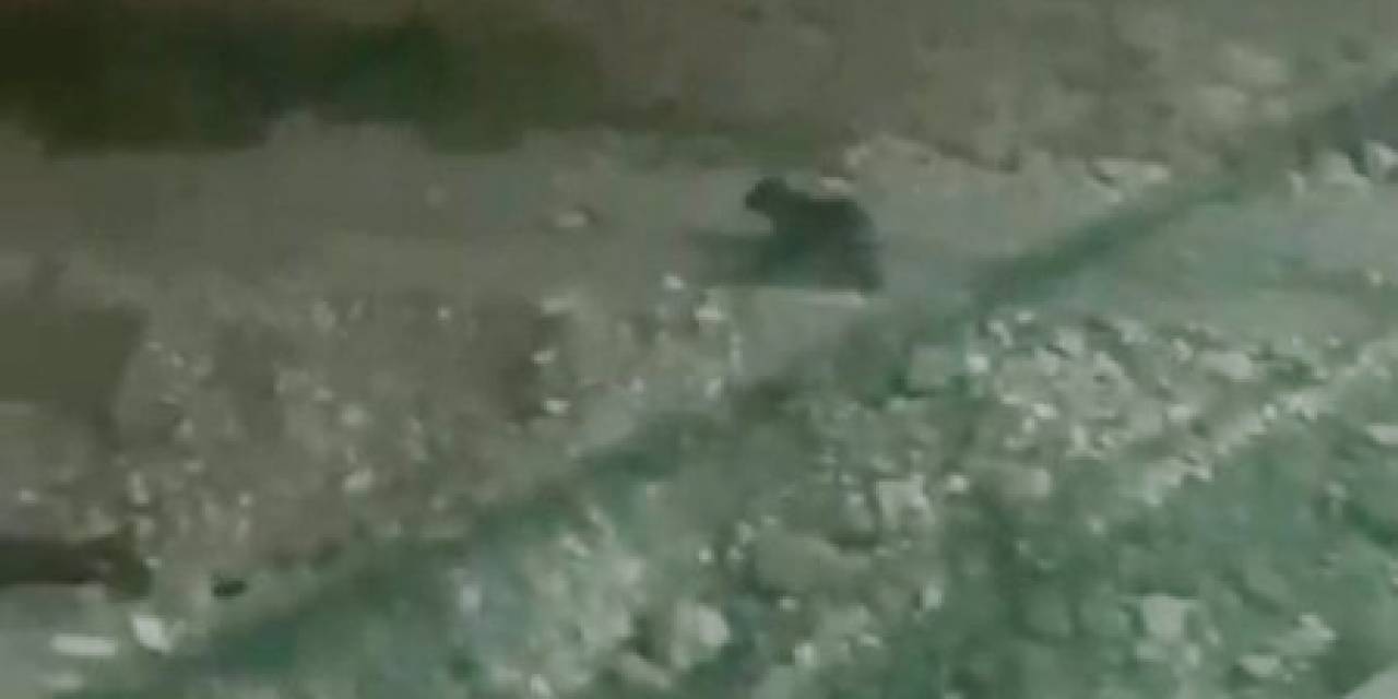 Ayılar, İlçe Merkezine İndi