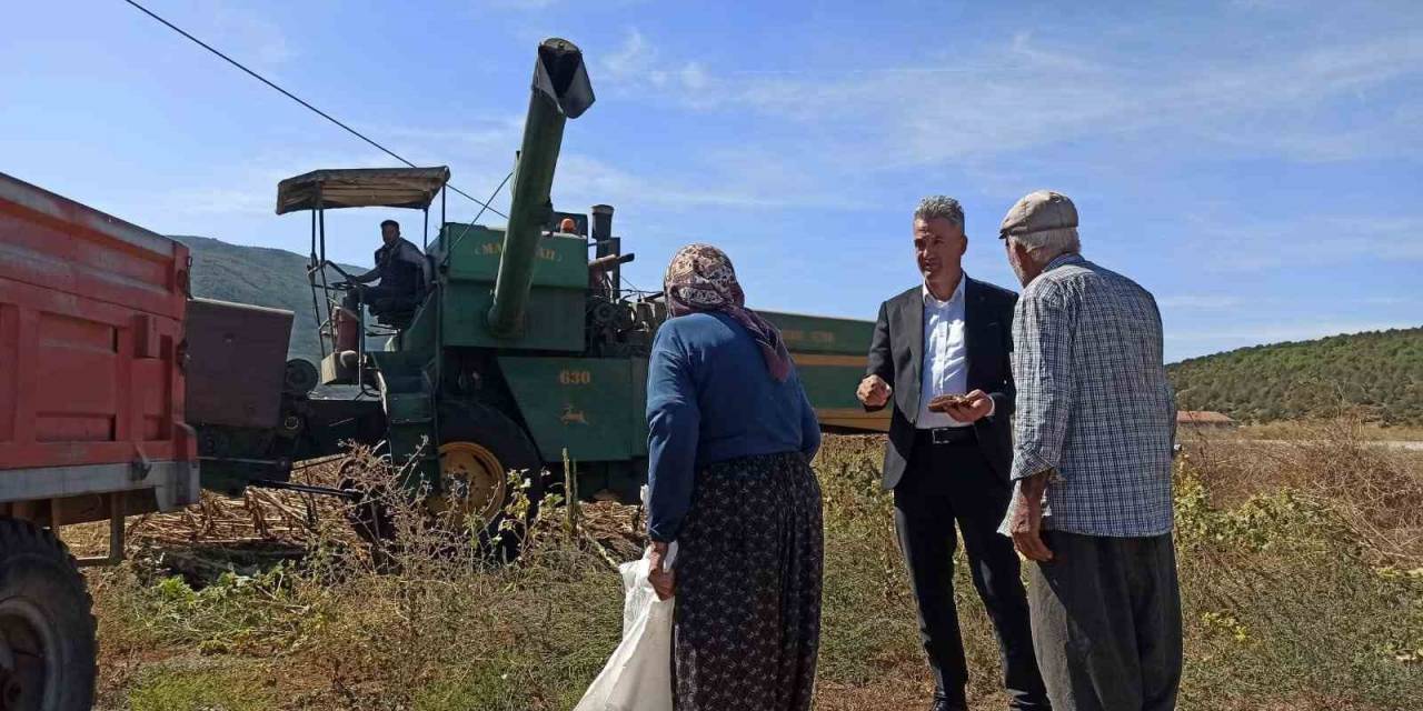 Yağlık Ayçiçek Üretimi Rekor Kırdı