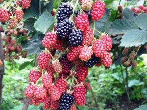 Böğürtlen Eczane Gibi