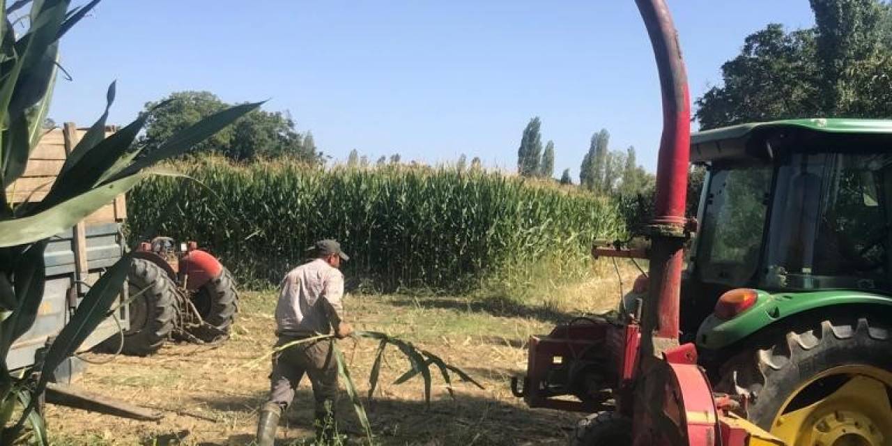 Sarıgöl’de Silajlık Yem Yapımına Başlandı