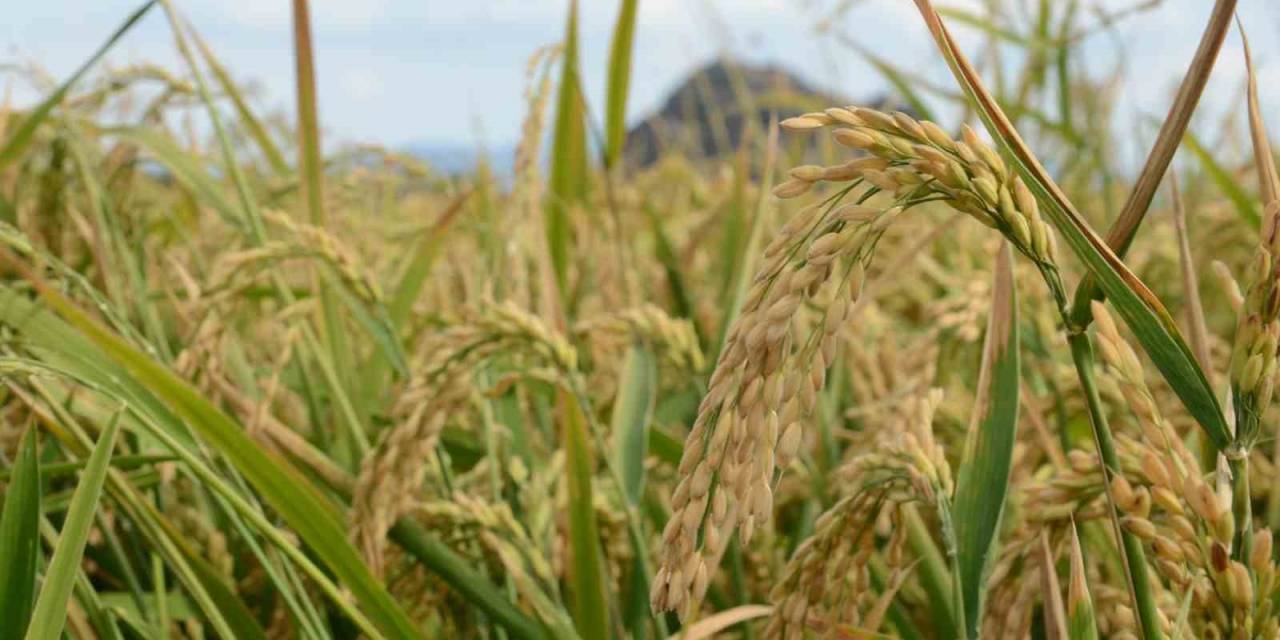 Çorum’un Osmancık İlçesinde, ’beyaz Altın’ Olarak Adlandırılan Çeltiğin Hasadı Başladı