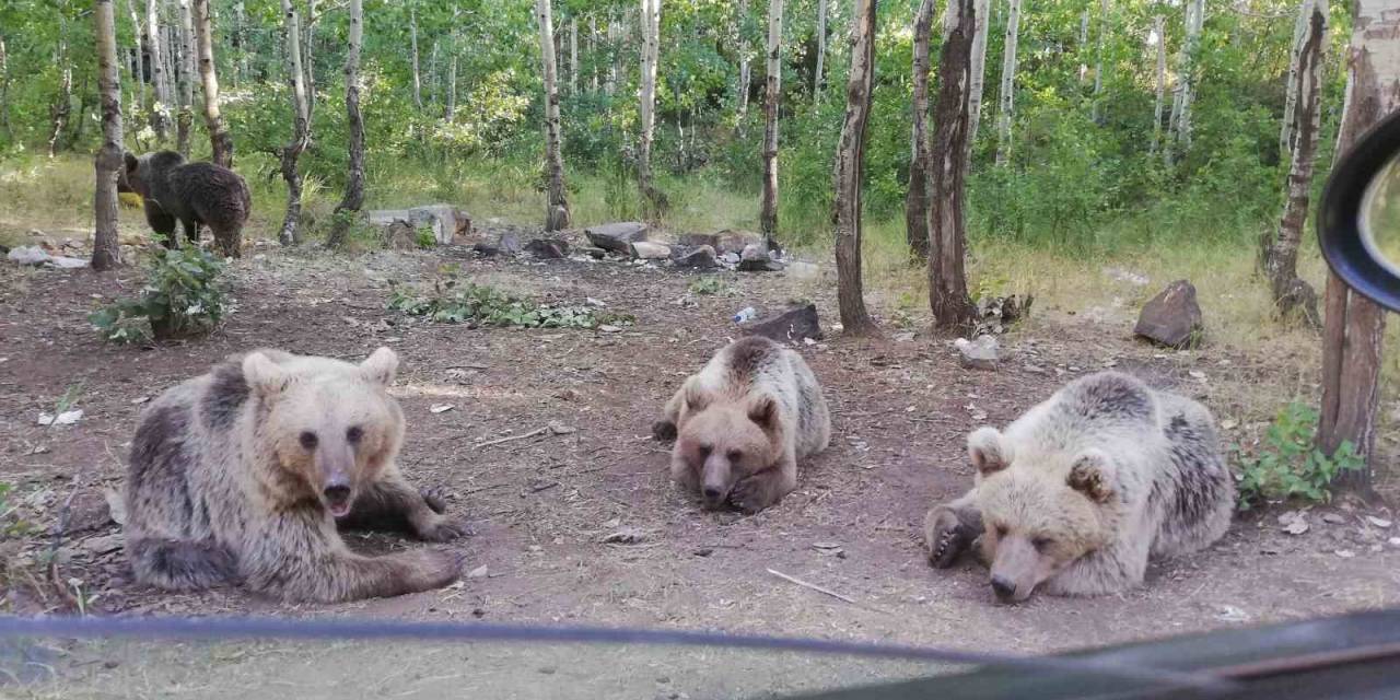 Bozayıyı Eliyle Besledi