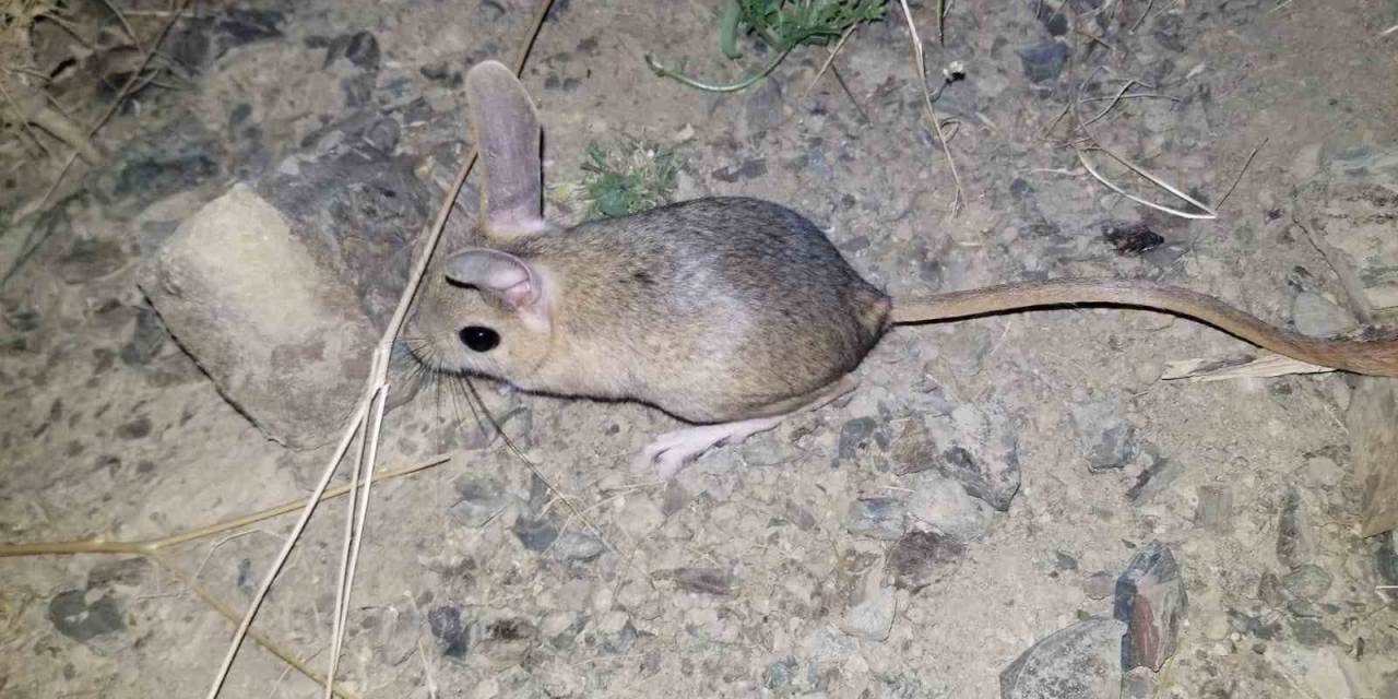 Erzincan’da Kanguru Faresine Benzeyen Arap Tavşanı Görüntülendi