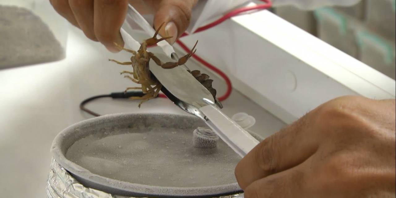 Babasının Merakı Akrep Çiftliği Kurdurdu