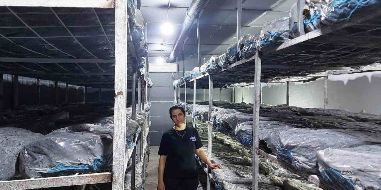 Emetli Girişimci Kadın Kültür Mantarı Üretim Tesisi Kurdu