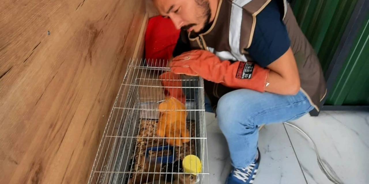 İşyerinde Beslenen Sincap Koruma Altına Alındı