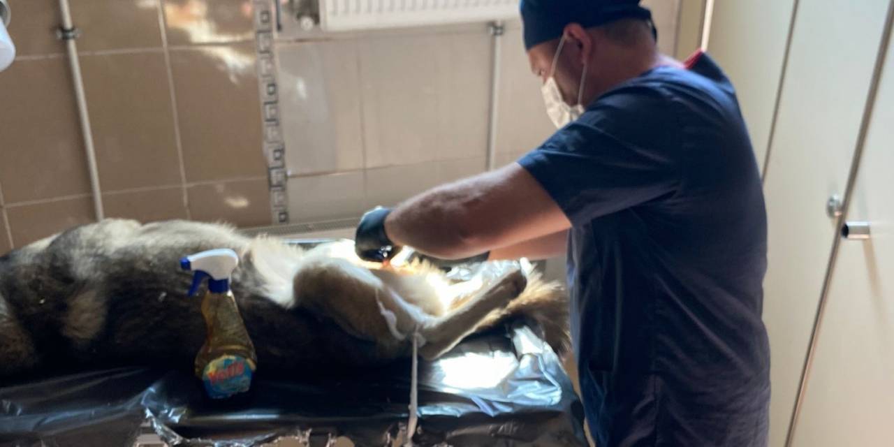 Hakkari’de Sokak Hayvanlarına Aşı