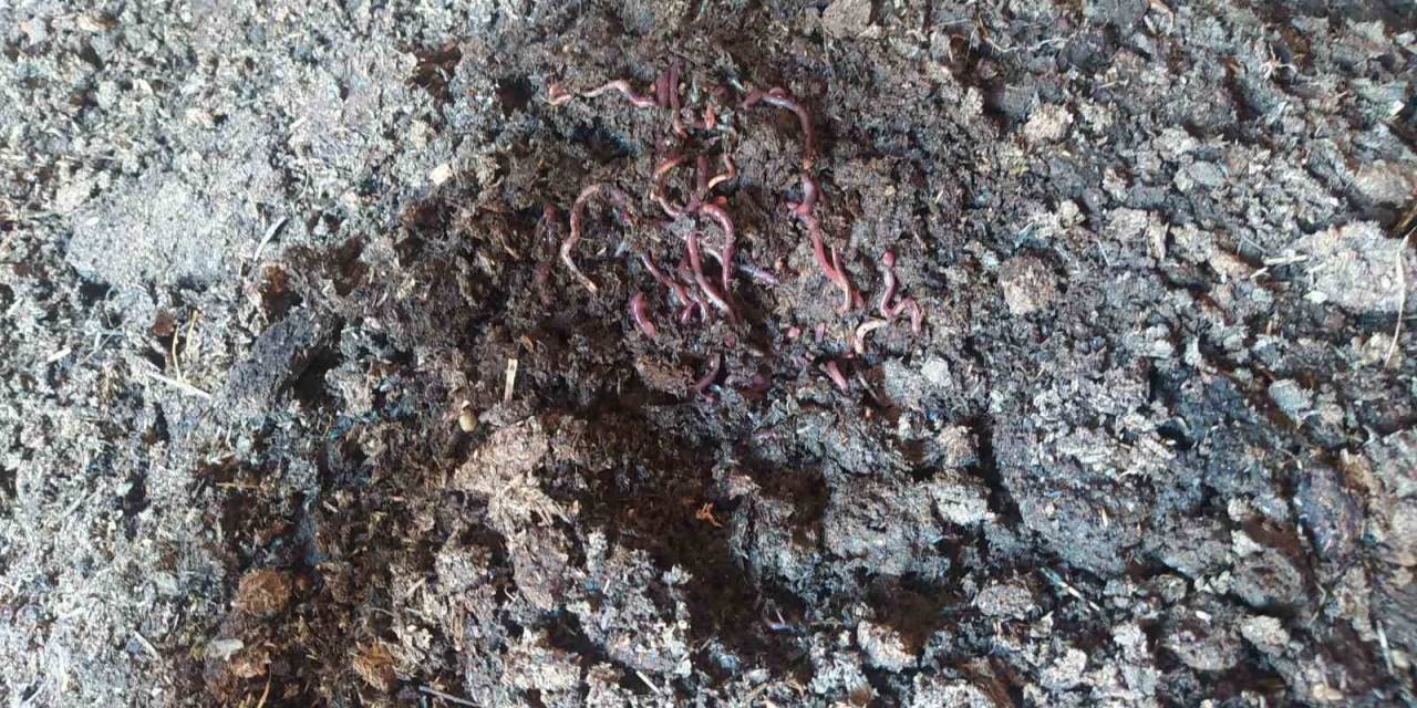 10 Bin Adetle Başladı, Şimdi Sayısı 3 Milyonu Buldu