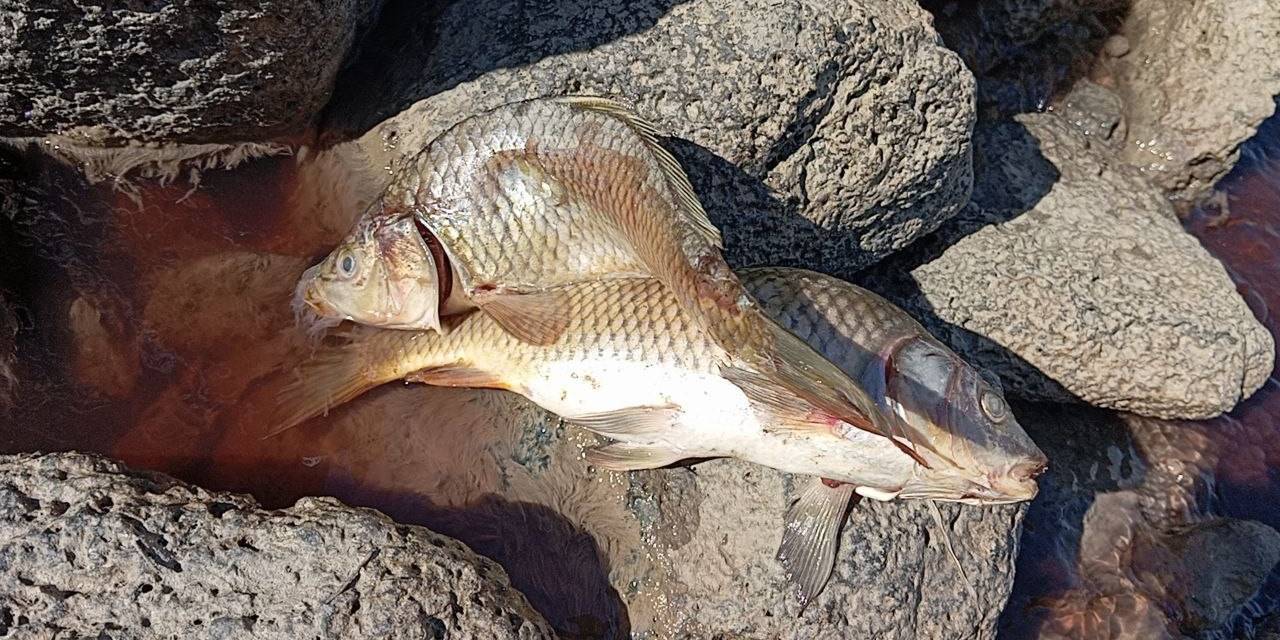 Karasu Çayı’na Dökülen Kimyasal Atıklar Yüzlerce Balığı Öldürdü