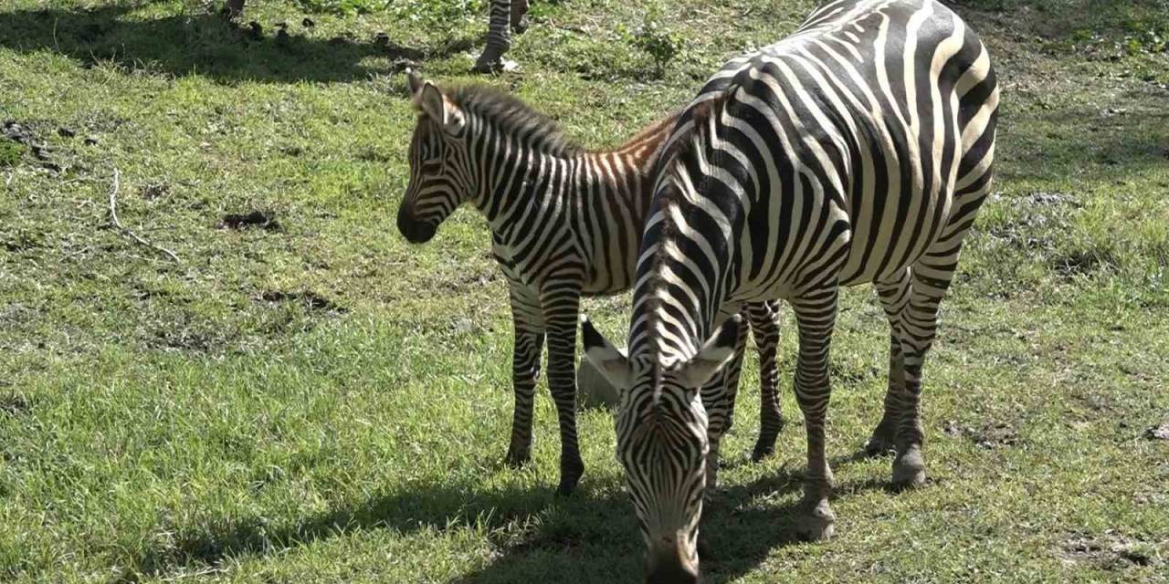 Bursa Hayvanat Bahçesi’nin Zebra Ailesine 3 Yeni Üye