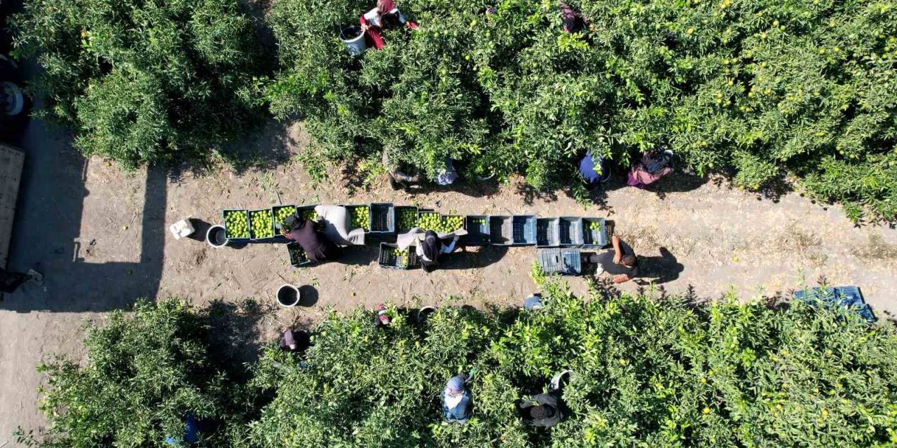 Mandalinada 1 Milyon 350 Bin Ton Rekolte Bekleniyor