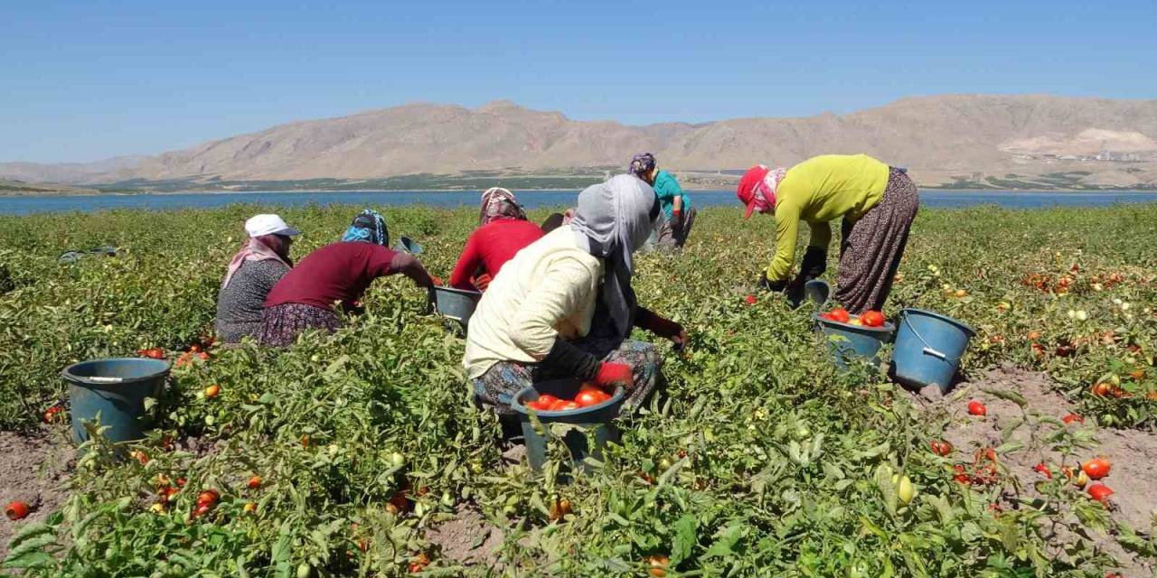 Malatya’da Suların Çekildiği Baraj Sahasında Tarımsal Üretim
