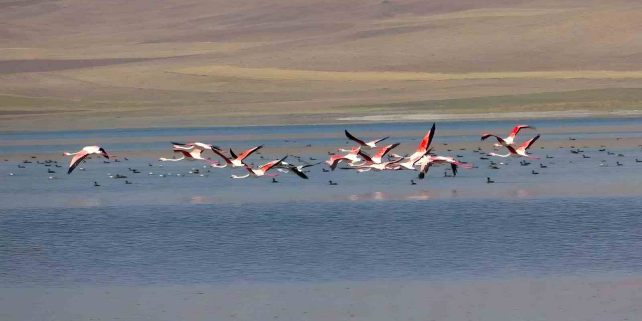 Erçek Gölü Flamingoların Gözde Mekanı Haline Geldi