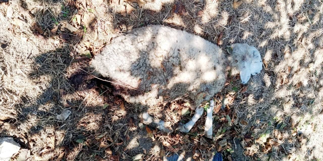 Hayvanları, Sokak Köpekleri Tarafından Telef Edilen Mahalleli İsyan Etti