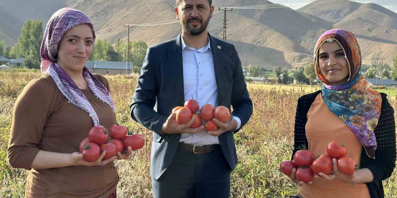 Yüksekova’da Domates Hasadına Başlandı