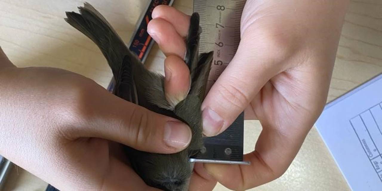 Eymir Kuş Halkalama İstasyonu’nda 5 Yılda 12 Bin Kuş Halkalandı