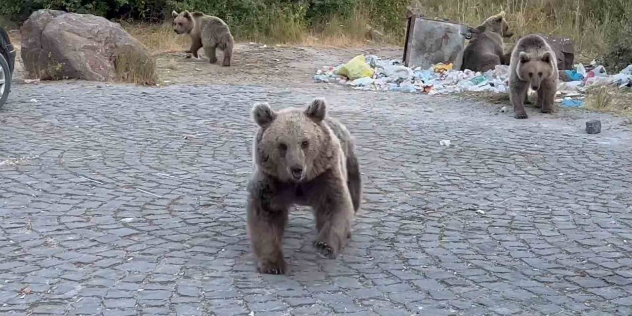 Ayıların Saldırganlıklarına Aldırış Etmeden, Onları Görüntülemeye Çalıştılar