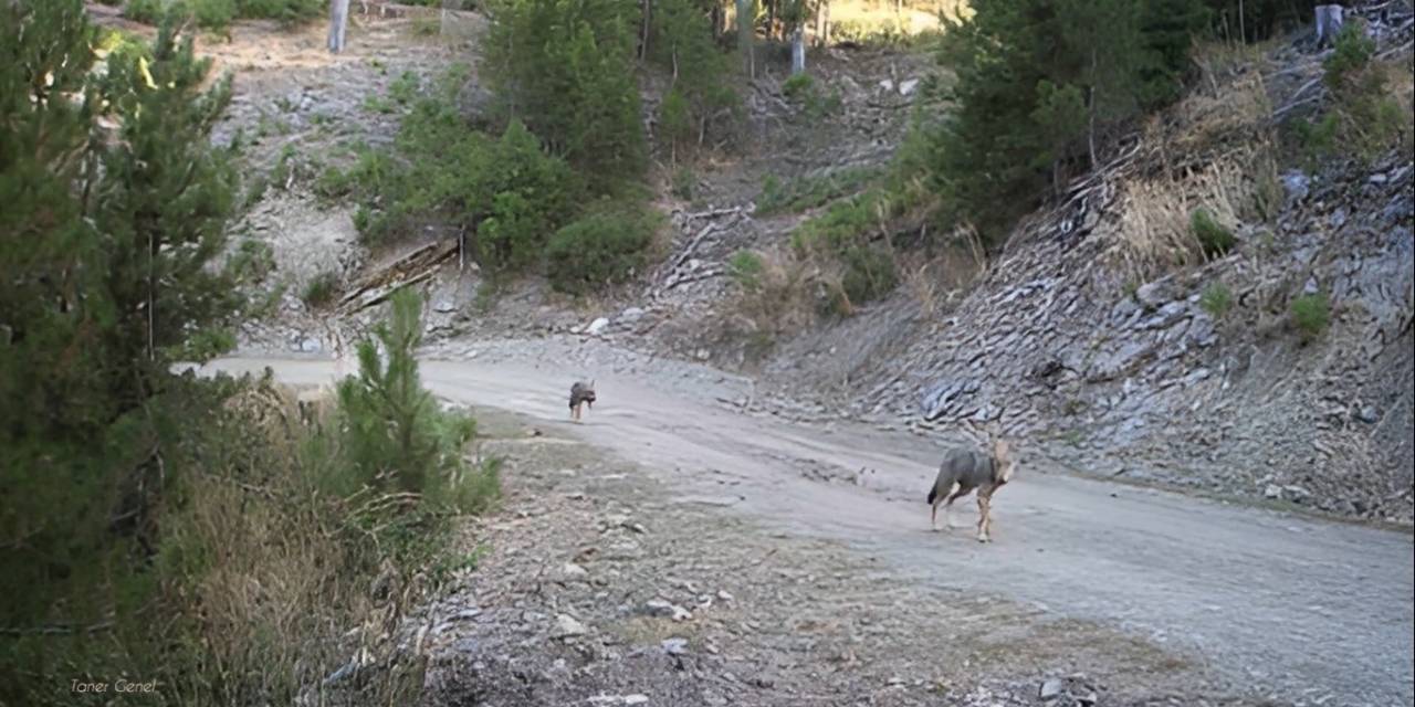 Muğla’da Yaban Hayatı Foto Kapanlarla Görüntülendi