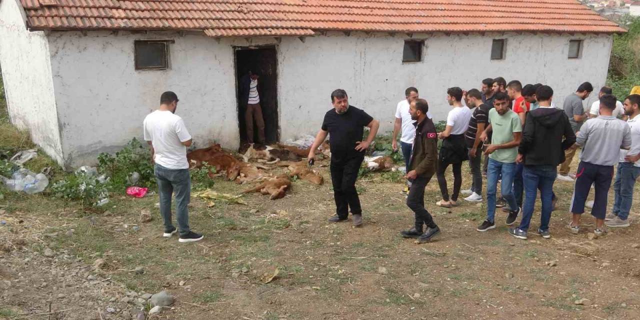 Ahırda Bulunan 11 Buzağı Telef Oldu, 4’ü Yaralandı