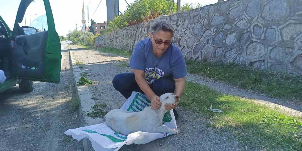 Yolda Bulduğu Köpeği Tedavi Ettirip Koruma Altına Aldı