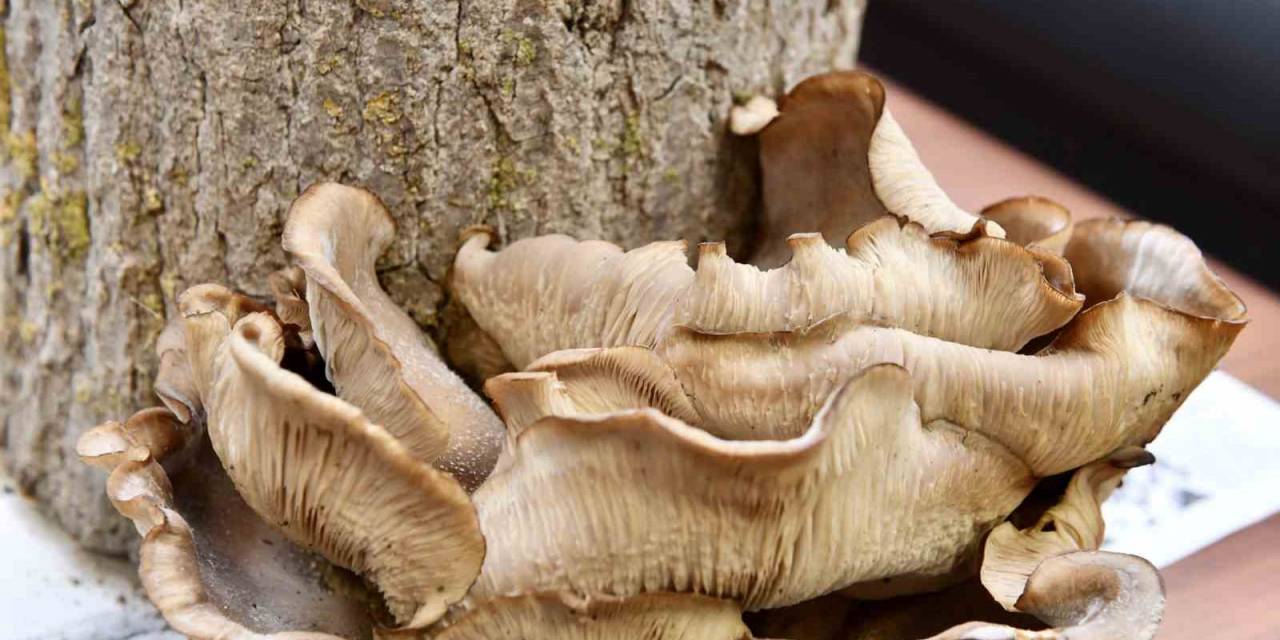 Mustafakemalpaşa Tarımda Yeni Kapı Daha Araladı