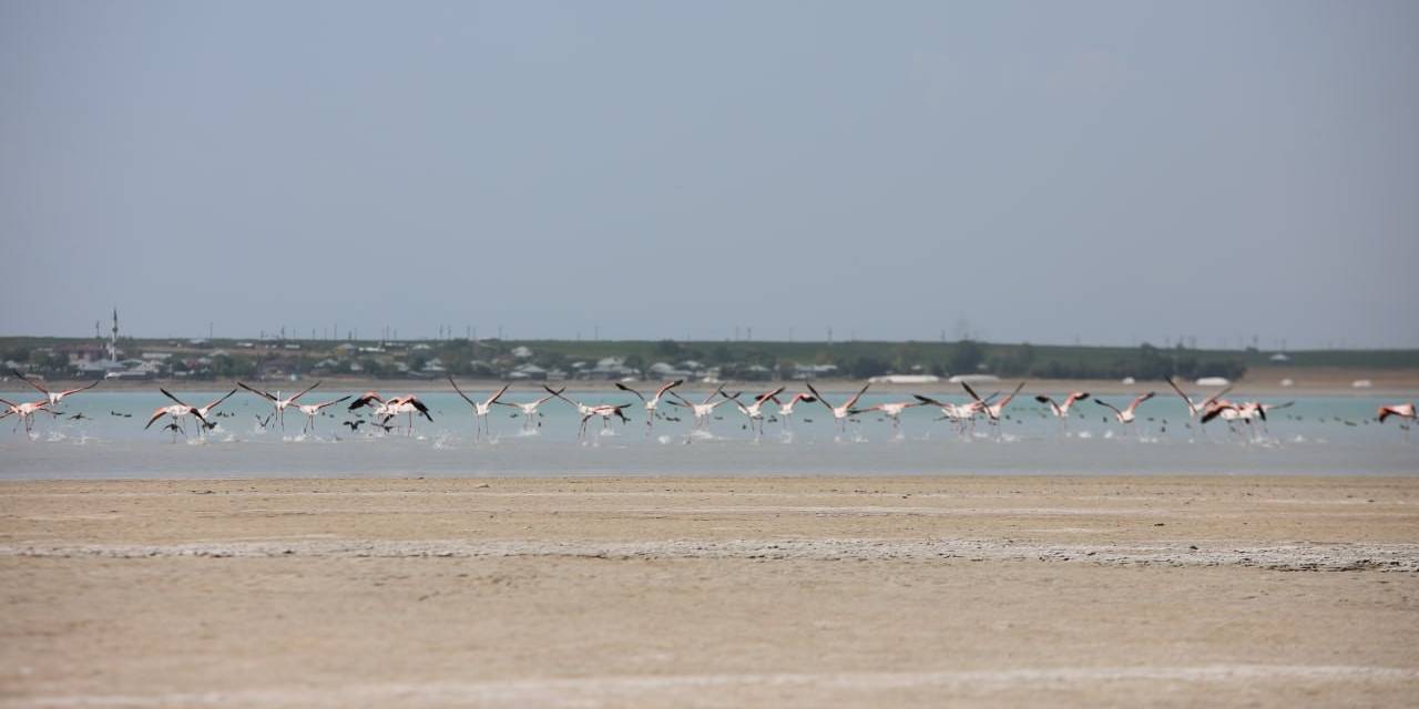 Arin Gölü’nün Renkli Misafirleri Çevredeki Vatandaşların İlgi Odağı Oldu