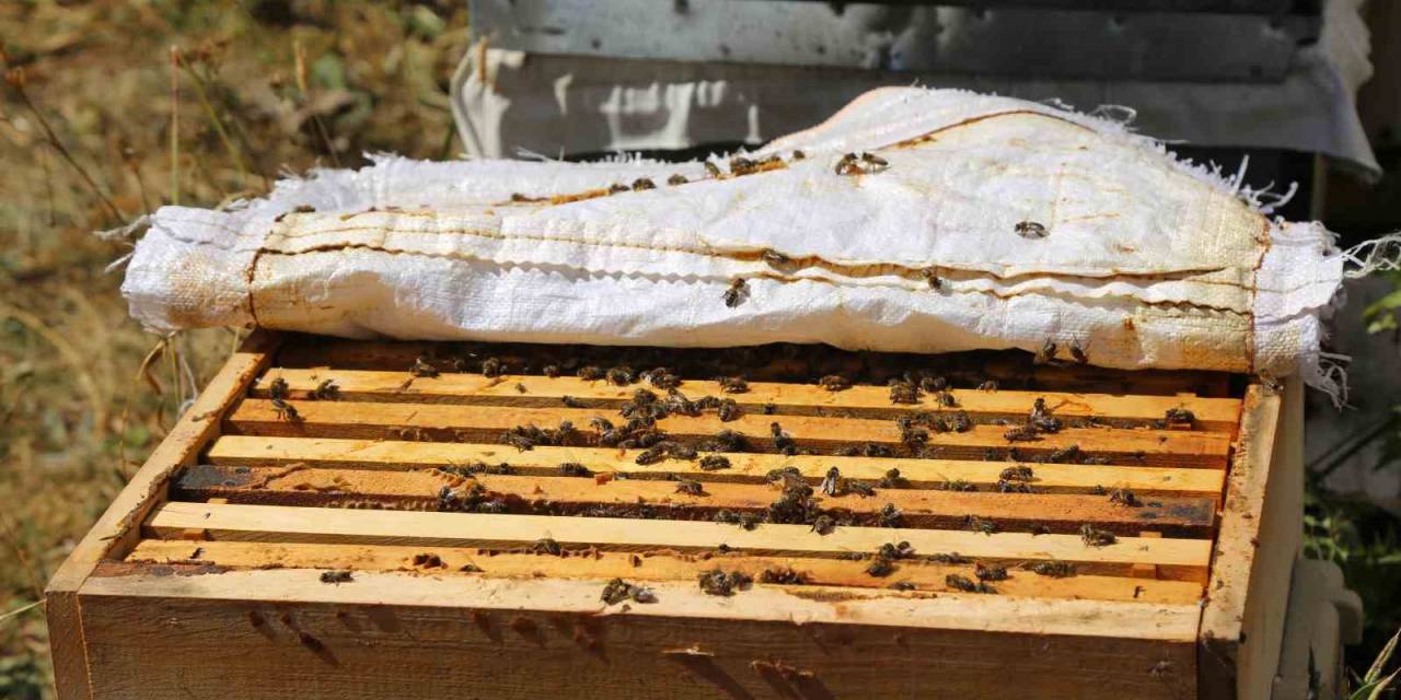 89 Nüfuslu Köyde Keşfedildi Türkiye’nin İlk Ve Tek Yeşil Balı 20 Bin Liradan Alıcı Buluyor