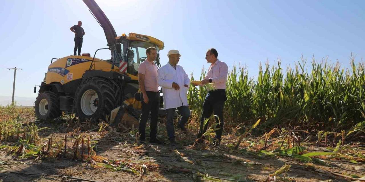 Üniversitede 140 Dönüm Silajlık Mısır Hasadı