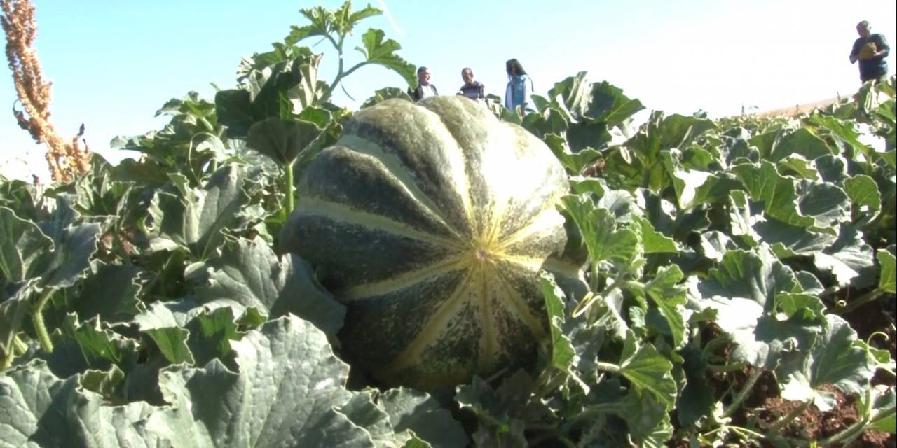 Kütahya’nın Meşhur ’terziler Kavunu’ İçin Coğrafi İşaret Tescili Başvurusu