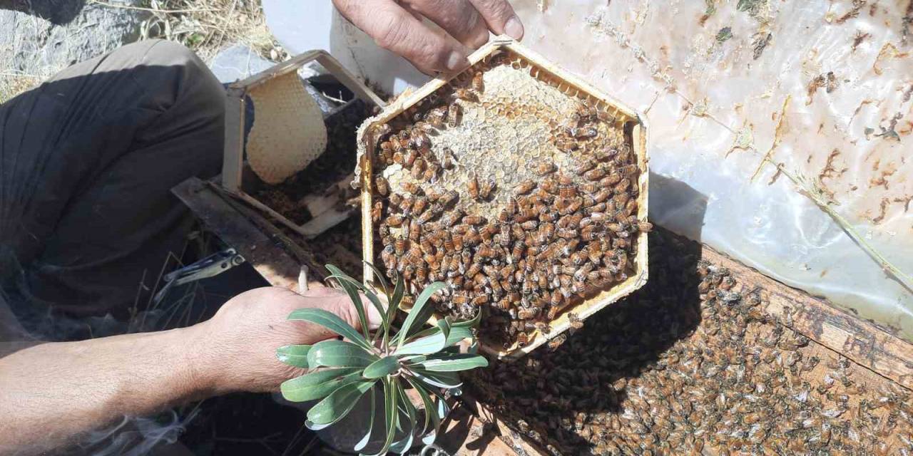 2 Bin 500 Metre Rakımda Sahiplendirilen Kovanlardaki Ballar Hasat Edildi