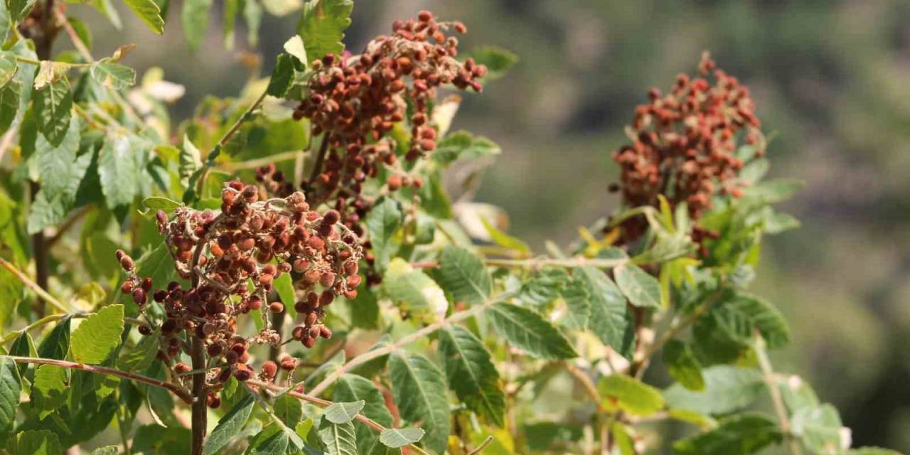 Kebapçıların Gözdesi Sumağın Hasadı Başladı