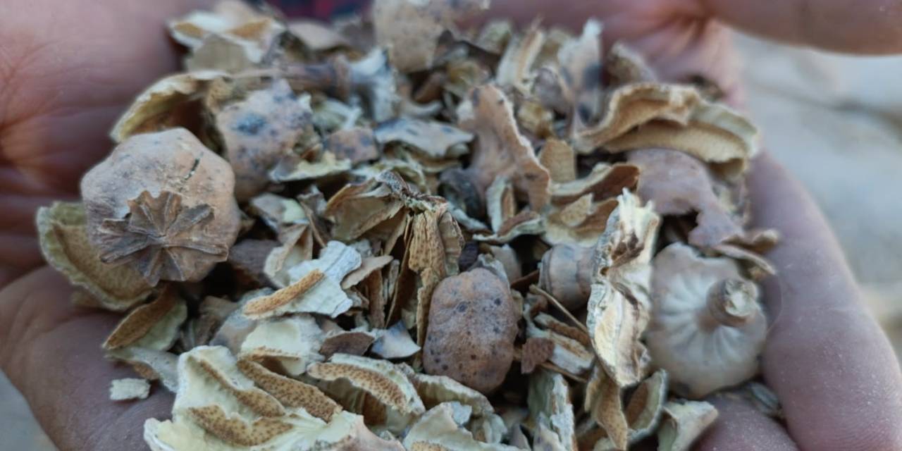 Afyonkarahisar’ın Simgesi ‘Haşhaş’ta Kapsül Alımı Başladı