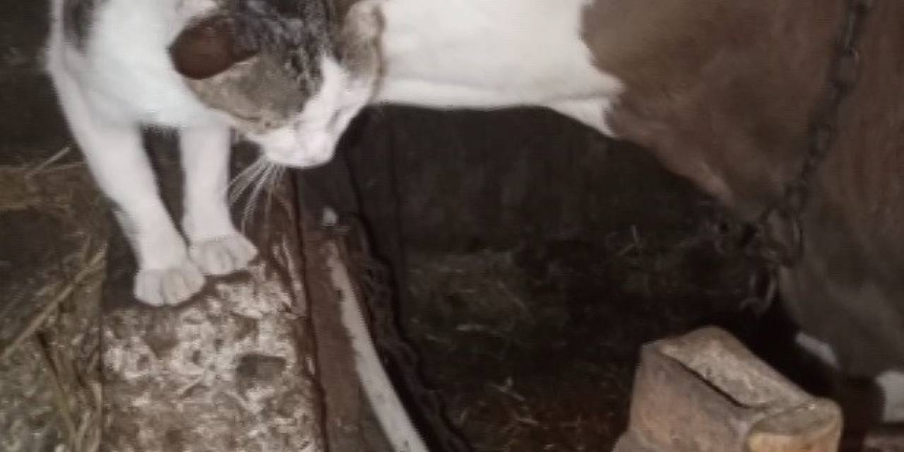 Bağlı Olan Arkadaşı Buzağıyı Sürekli Ziyaret Eden Kedinin Halleri Gülümsetti