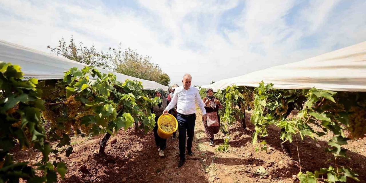 Salkım Güvesiyle Mücadele Tarla Gününde Anlatıldı