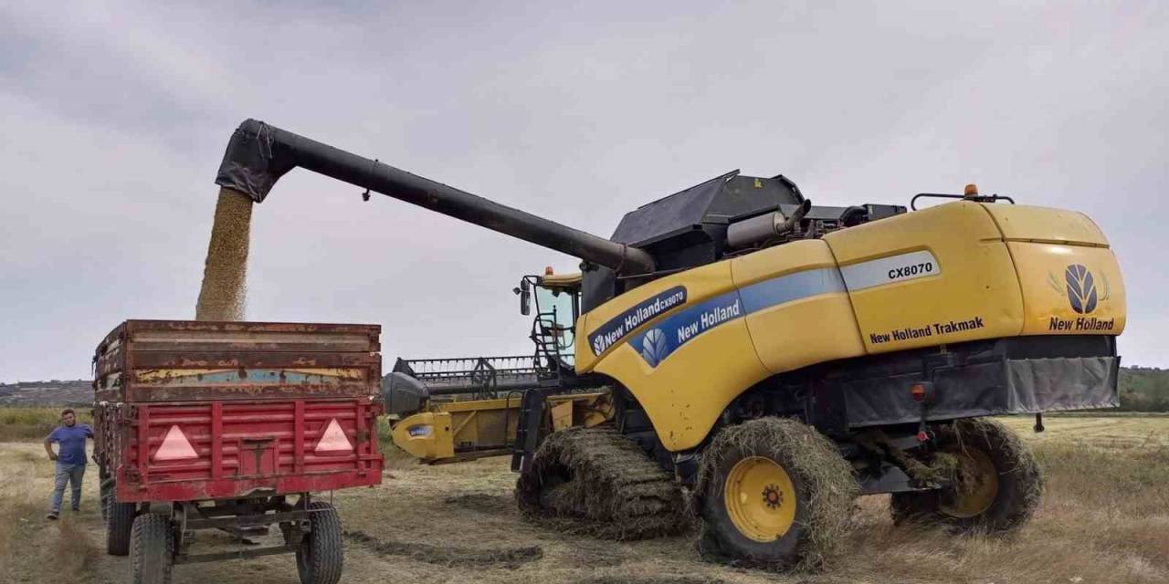 Pehlivanköy’de Çeltik Hasadı Başladı