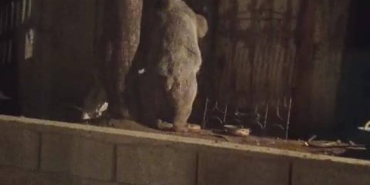 Boz Ayı Bu Kez Eli Boş Döndü