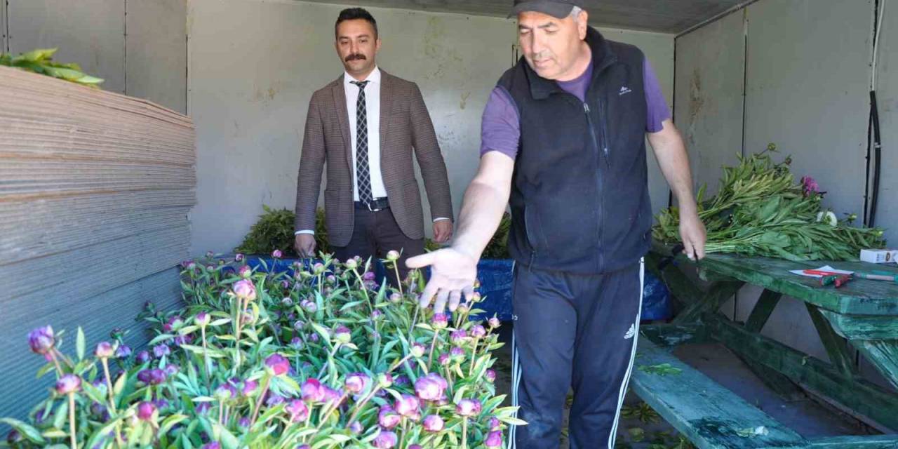 Hollanda Değil Sivas: Sivas’ta Üretilen Şakayıklar Dünya Pazarına Aday