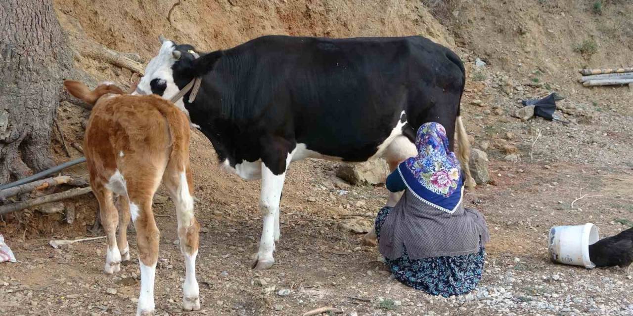 Çiğ Süt Destek Ödemeleri Çiftçilerin Hesaplarına Yatırıldı
