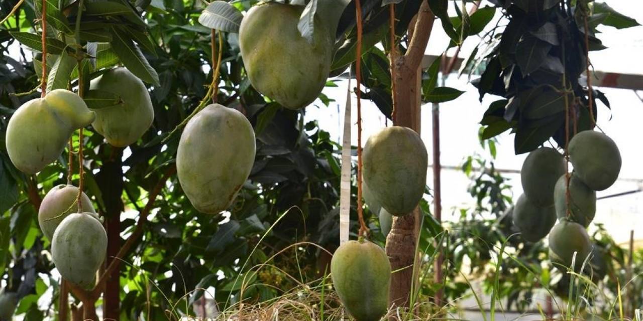 Alanya’da Avokado Ve Mango Temalı Tropik Meyve Festivali Başlıyor