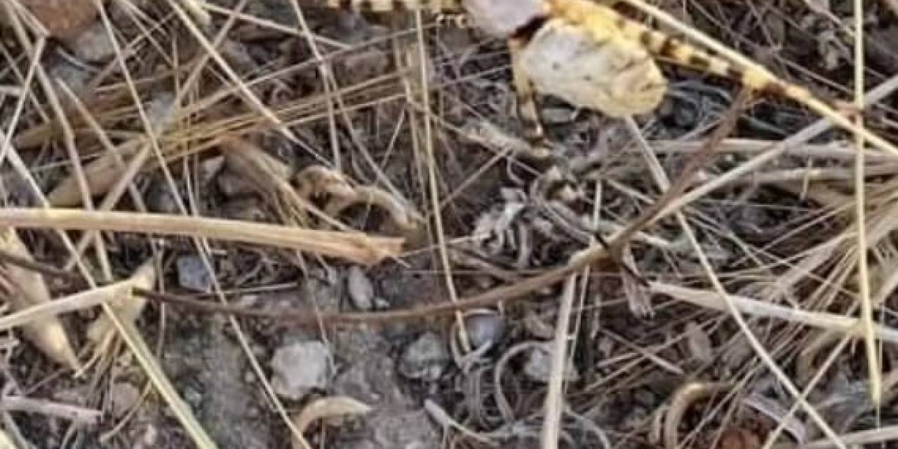 Isırığı Sinir Hücrelerini Yerle Bir Ediyor: Bu Sefer Elazığ’da Görüldü