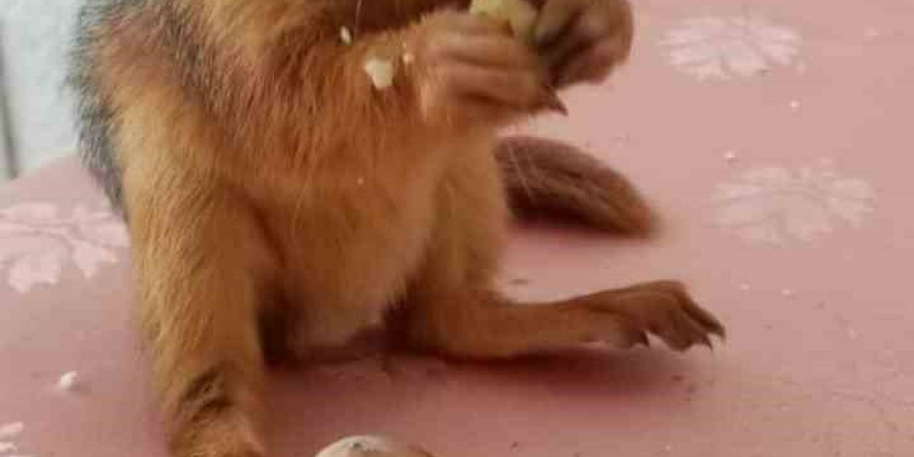 Yuvasından Düşen Yavru Sincap Koruma Altında