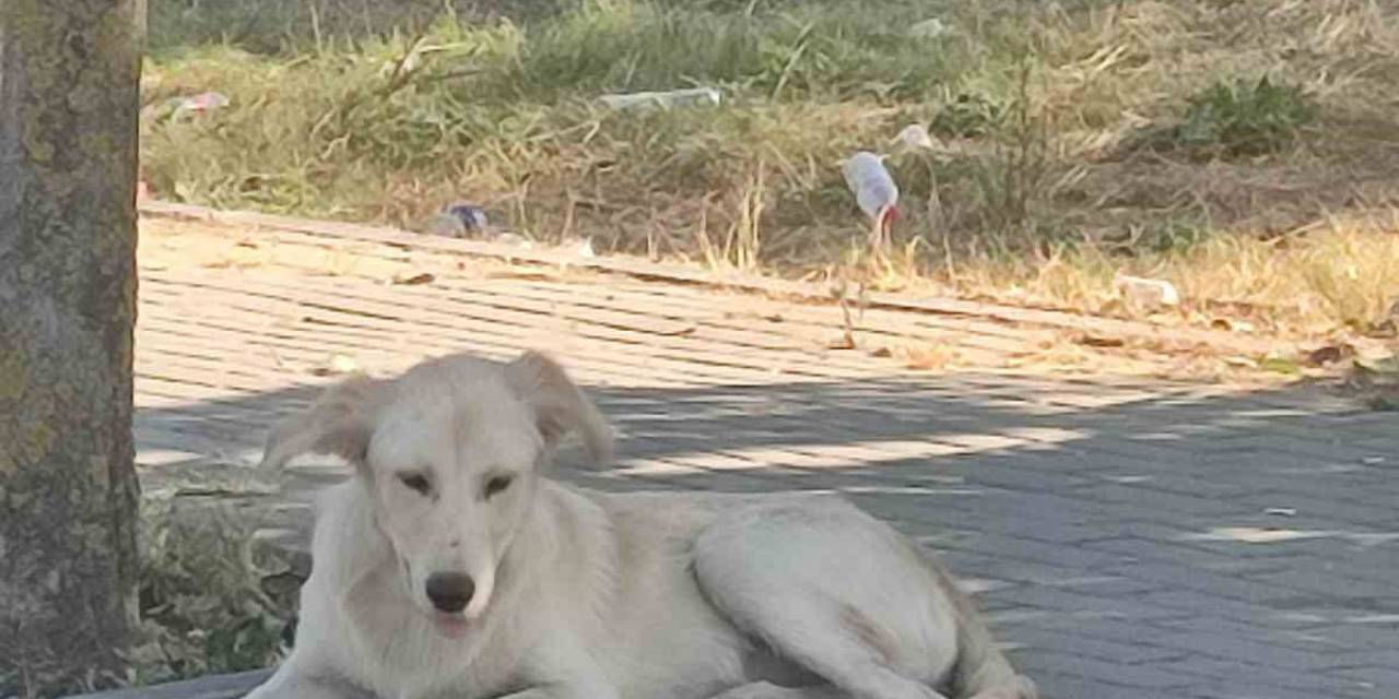 Avcılar’da Boğazı Kesik Köpek Bulundu