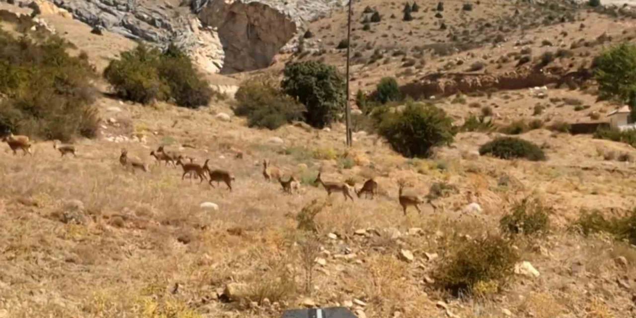 Yaban Keçileri Gümüşhane’nin Doğal Güzelliğine Renk Kattı