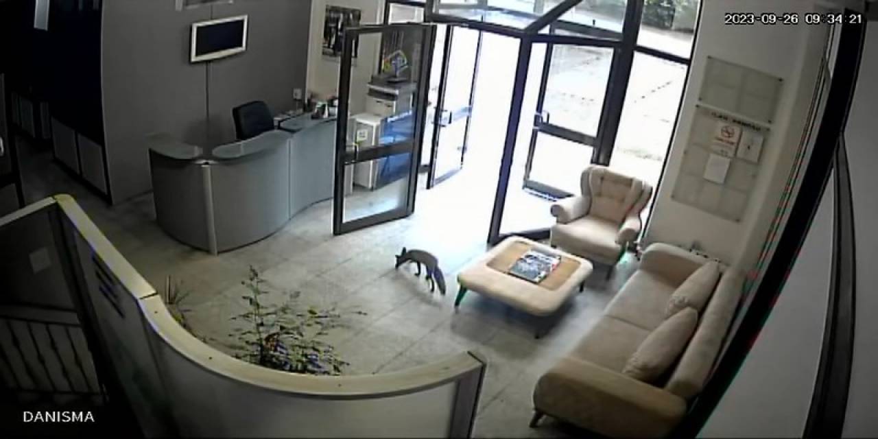 Televizyon Binasına Giren Tilki Ortalığı Birbirine Kattı