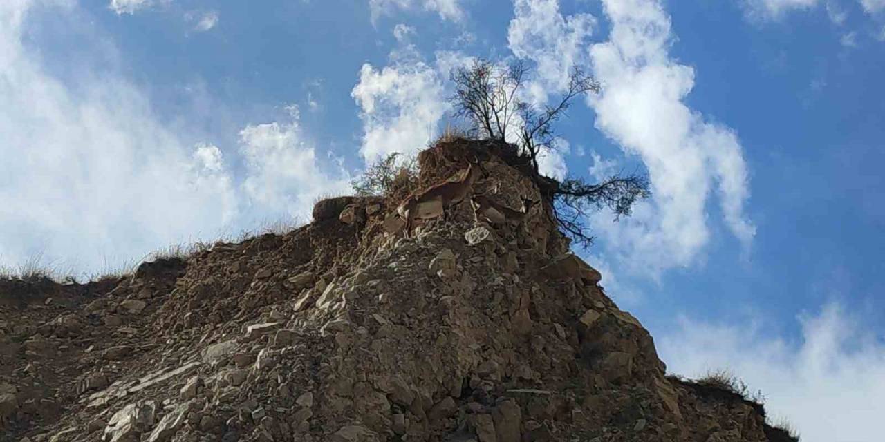 Dağ Keçileri Doğal Hayatlarında Görüntülendi