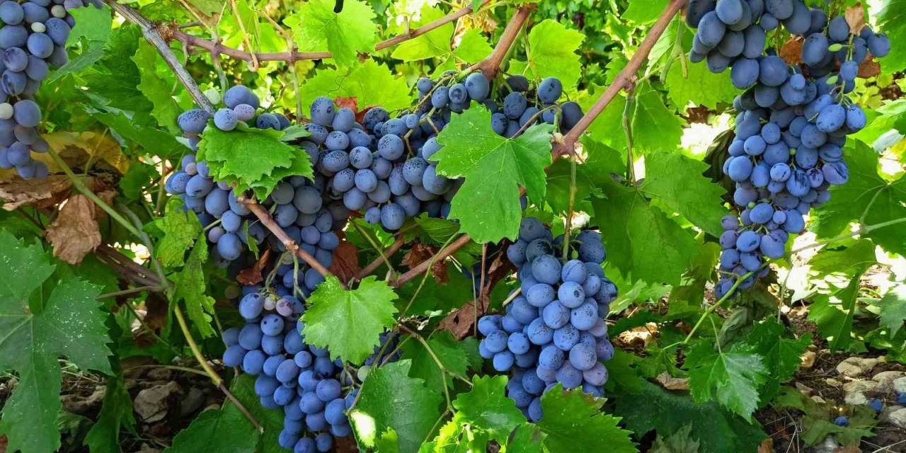 Tescilli Köhnü Üzümünde Hasat Başladı