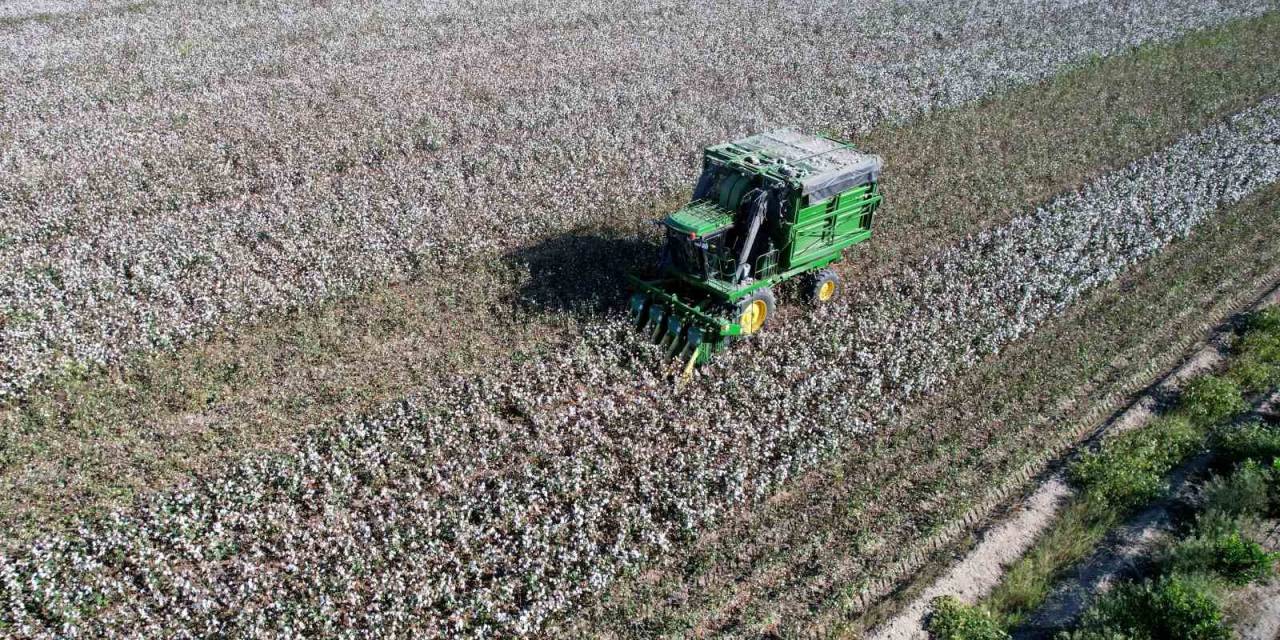 Bir Zamanların Pamuk Diyarı Artık Tropikal Ürünlerle Anılıyor