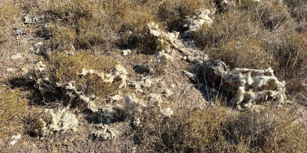 Şehre İnen Çakallar Büyükbaş Ve Küçükbaş Hayvanlara Saldırdı