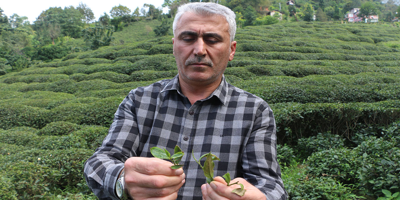Çay Üreticilerinden ’çayda Budama’ İşlemine Tepki